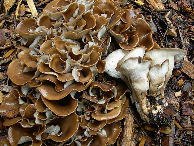 2005 :  Un anno di funghi